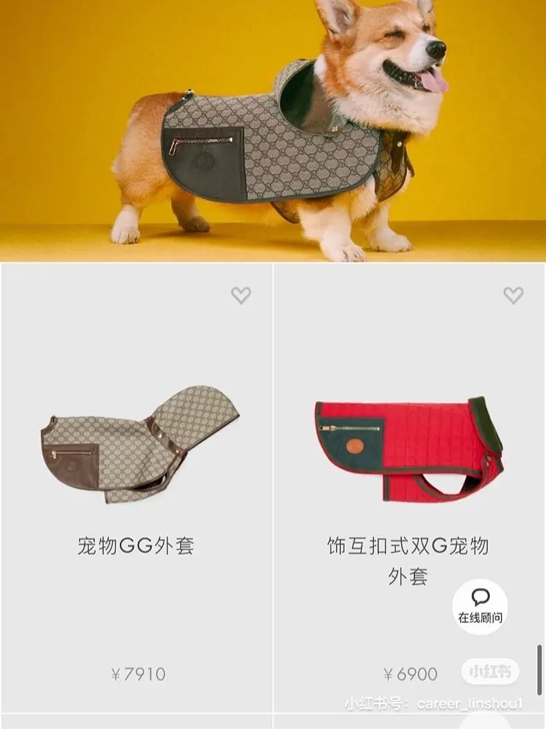 Gucci正式入局，奢侈品为什么要布局1000亿宠物市场