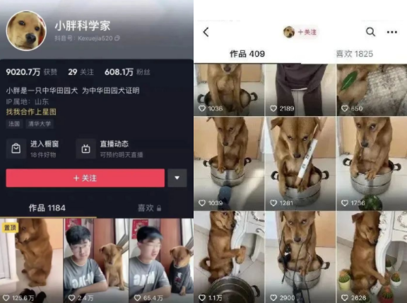 宠物直播AB面：一面流量密码，一面被迫营业