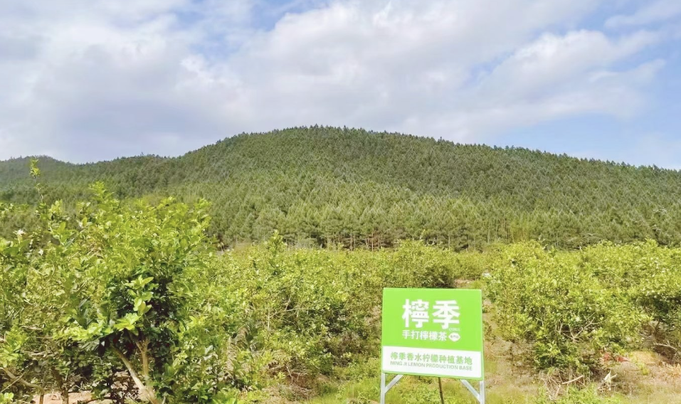 柠季：茶饮新道场